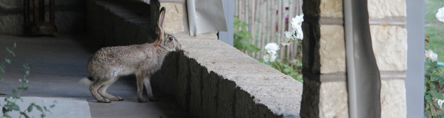 A young scrub hare comes to visit on the veranda of Dassie House at Amohela ho Spitskop Country Retreat & Conservancy.