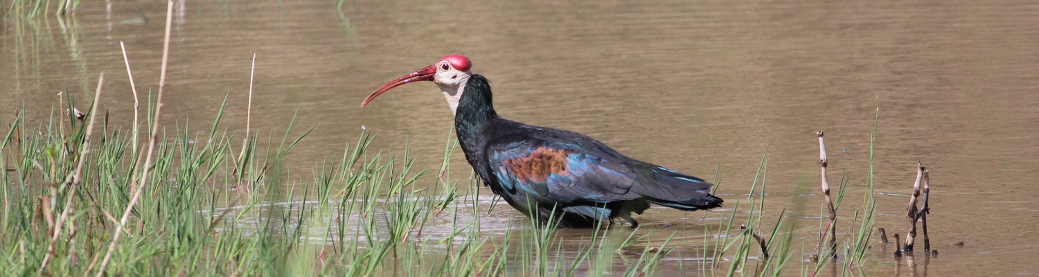 Photo of a bald ibis taken in the dam at Amohela ho Spitskop Country Retreat and Conservancy, lying in a valley between Ficksburg & Clocolan in the Eastern Free State.