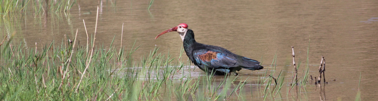 A rare bald ibis at Amohela ho Spitskop Country Retreat & Conservancy between Ficksburg and Clocolan in the Eastern Free State