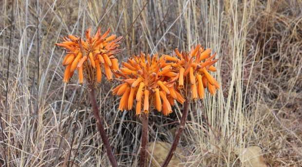 A coral aloe at Amohela ho Spitskop Country Retreat & Conservancy between Ficksburg & Clocolan in the Eastern Free State