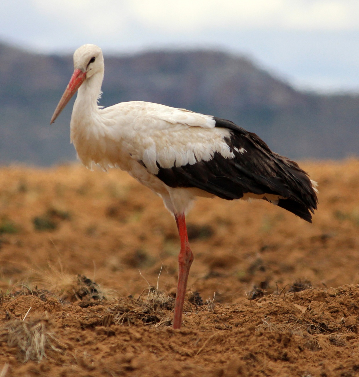 the amazing journey of white storks across the globe