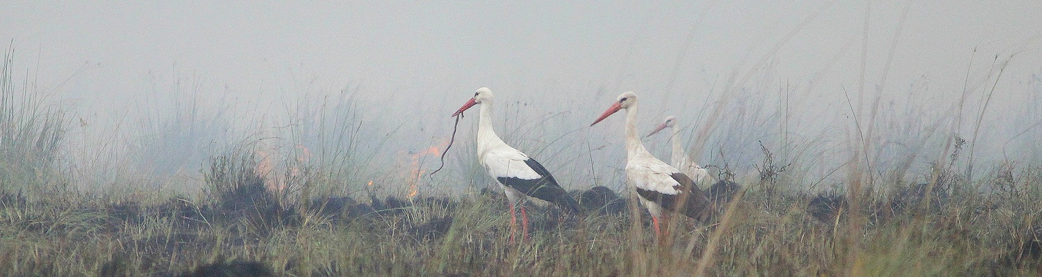 White storks on a summer burn catching food at Amohela ho Spitskop Country Retreat & Conservancy between Ficksburg and Clocolan in the Eastern Free Sate
